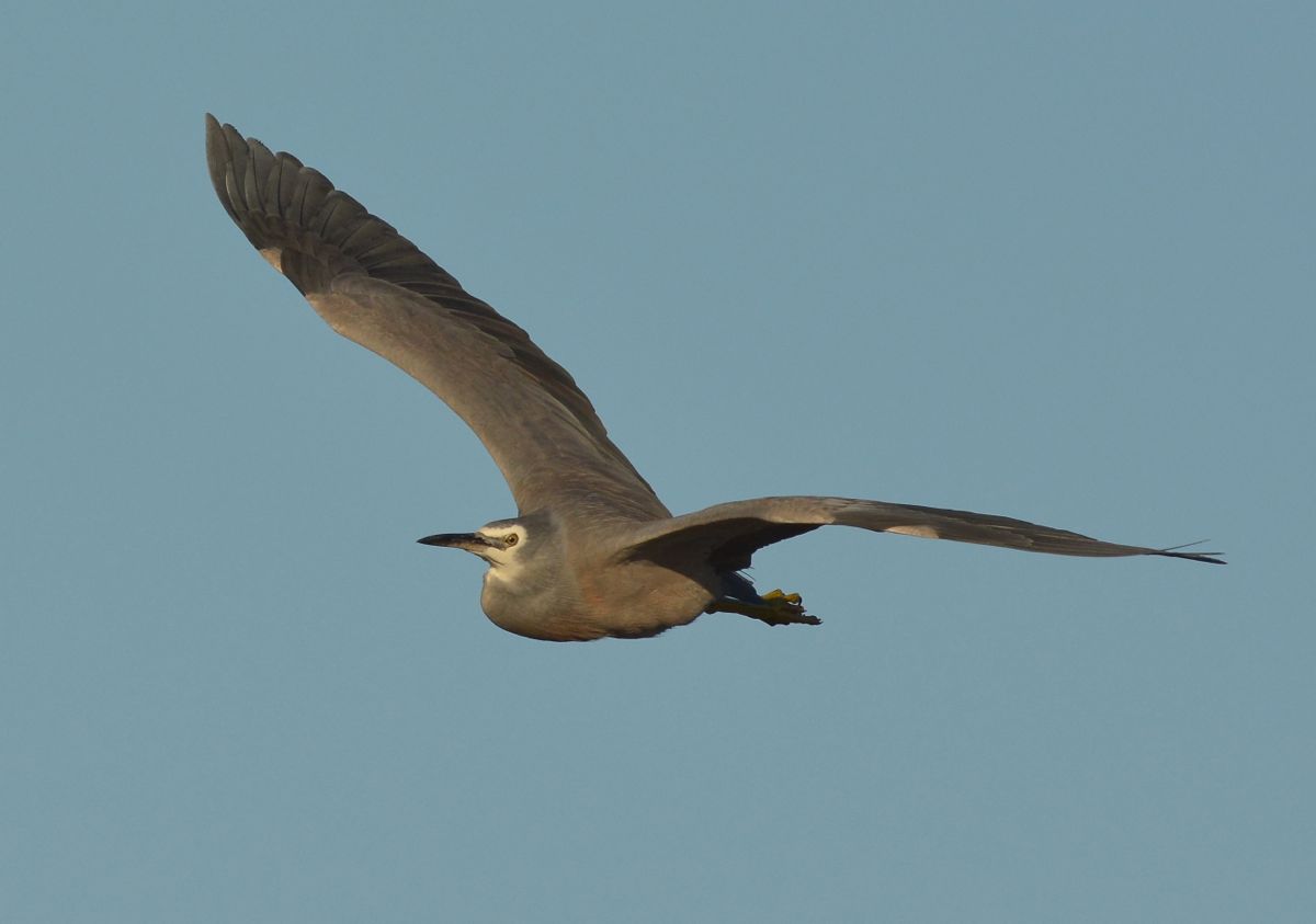 White faced Heron in flight with neck tucked up 