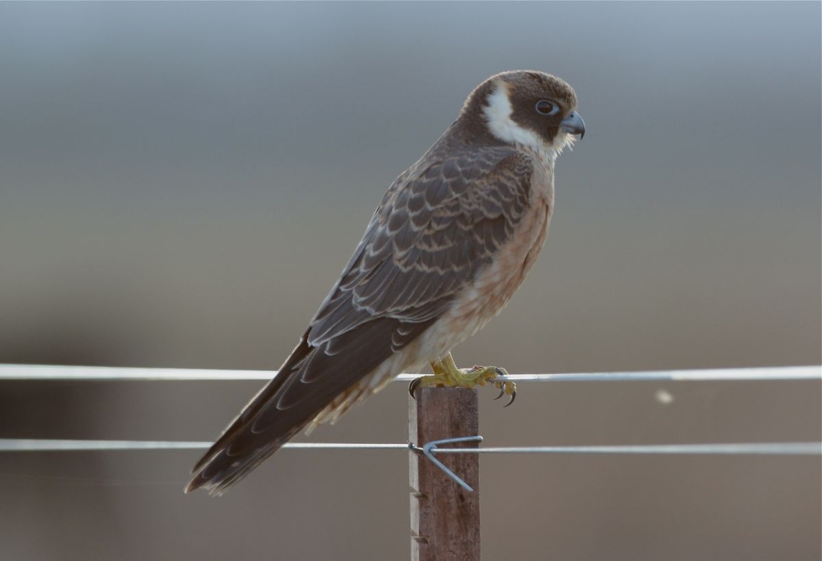 Hobby in the very last rays of the evening sun. Can only imagine how good these might have been if we'd been a few minutes earlier. 