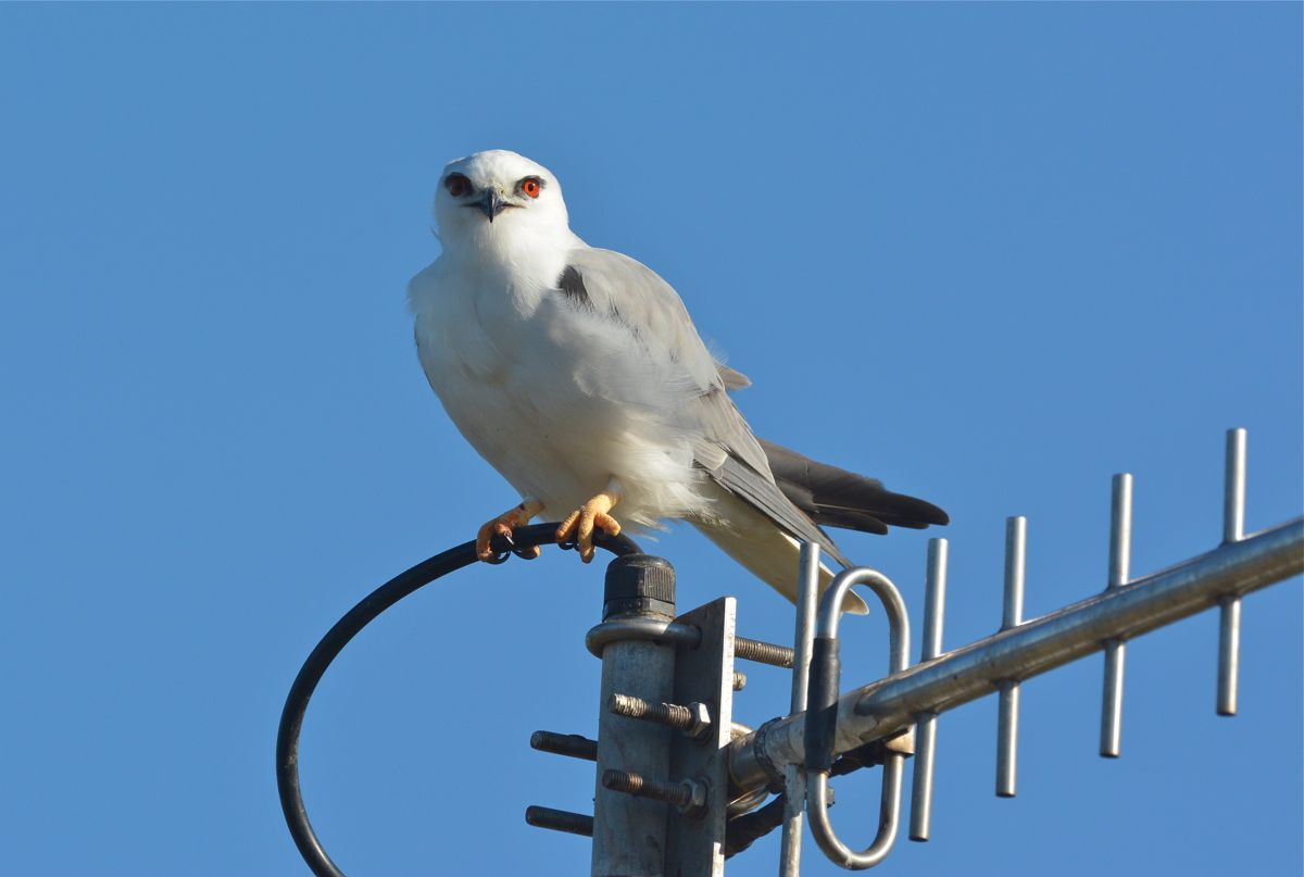 A Black-Shouldered Kite with its mouse finding radar 