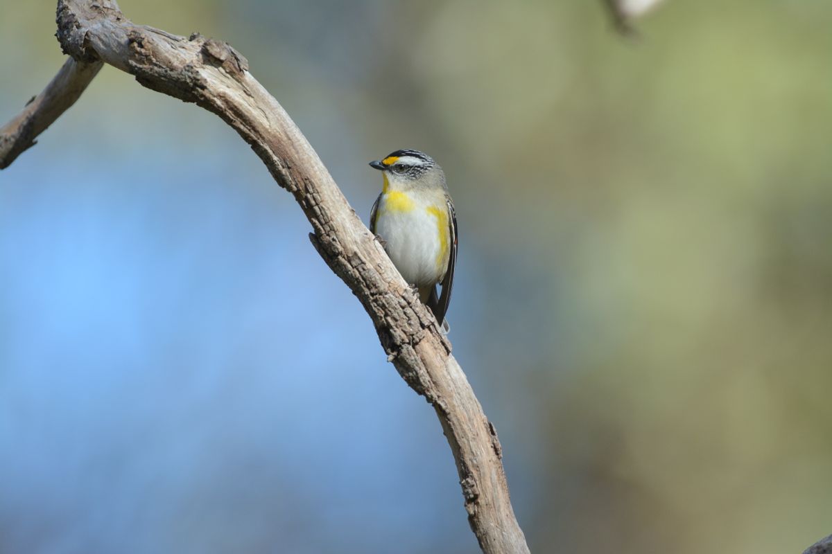 Crested headed shows as well. 