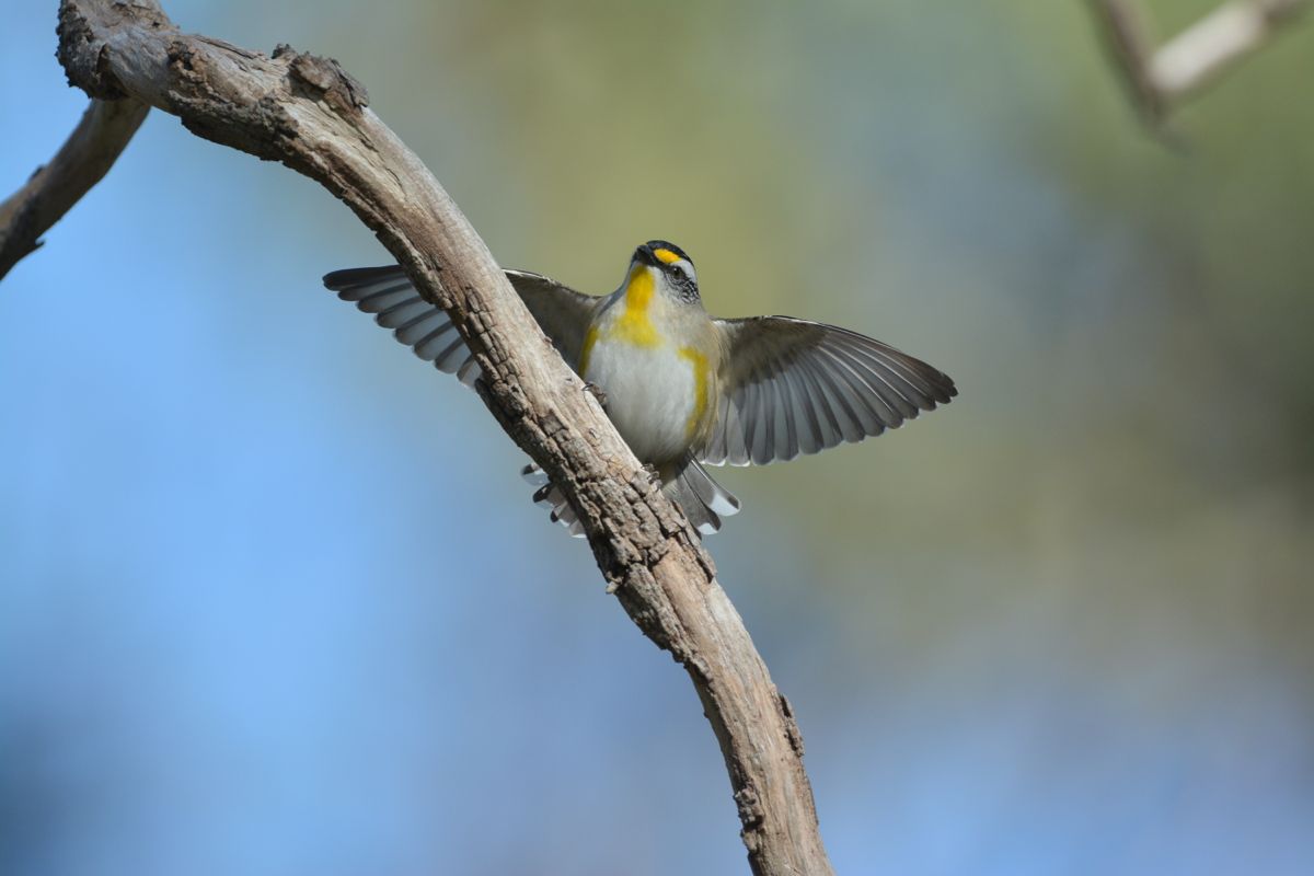 Lovely shape on the wings 