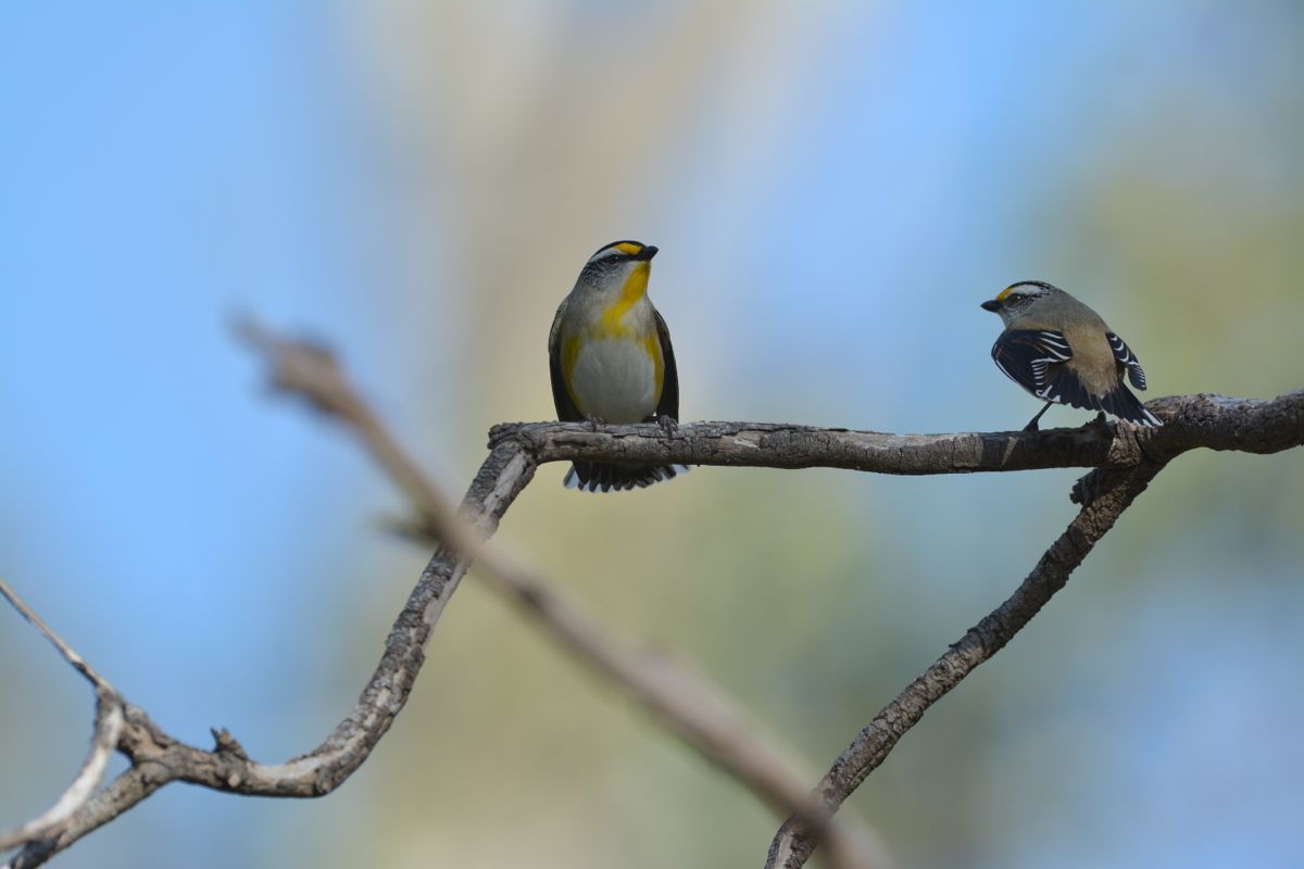 Both were wing fluttering 
