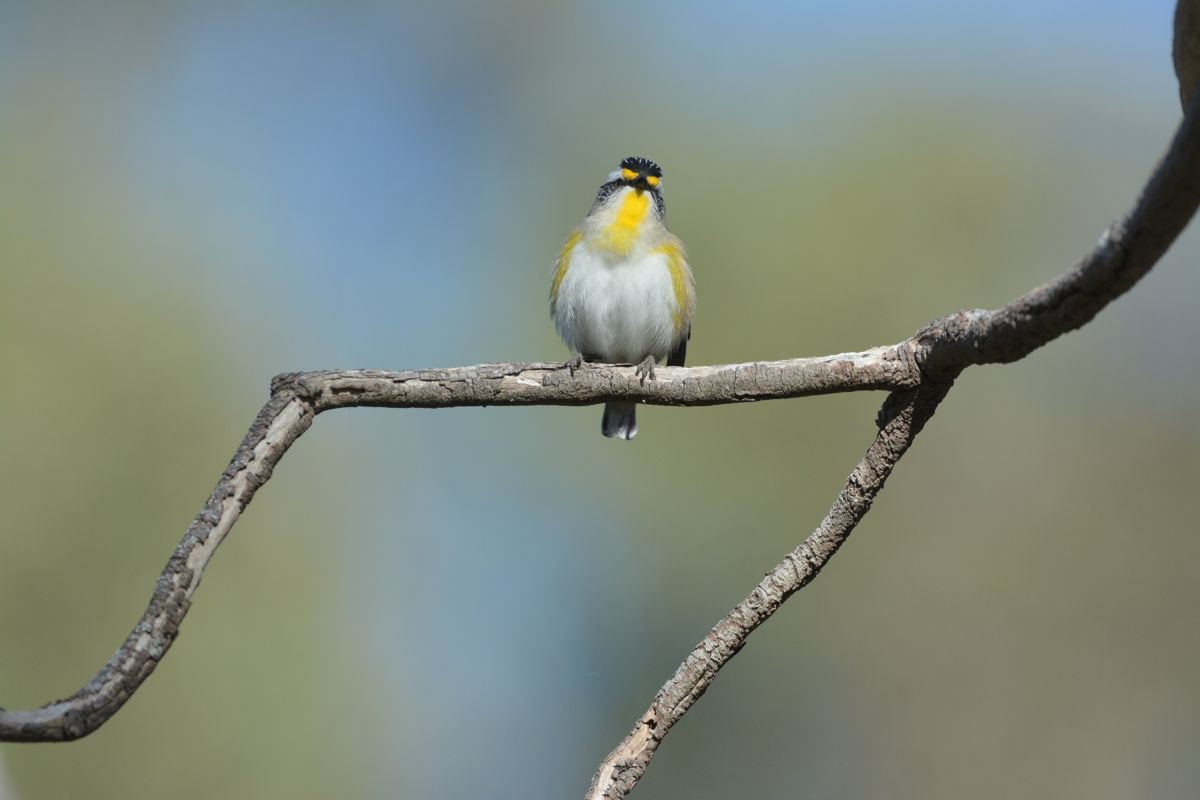 Much calling and fluttering 