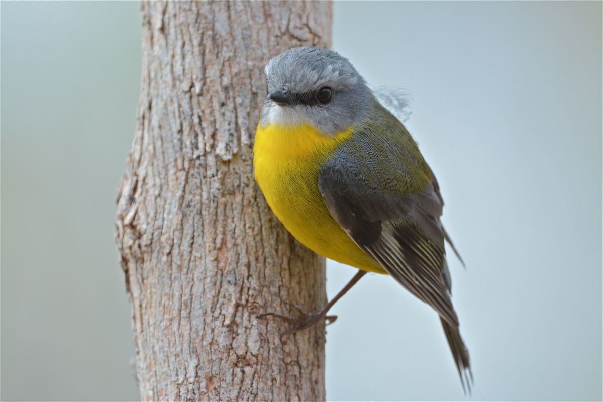 Typical Eastern Yellow Robin pose 
