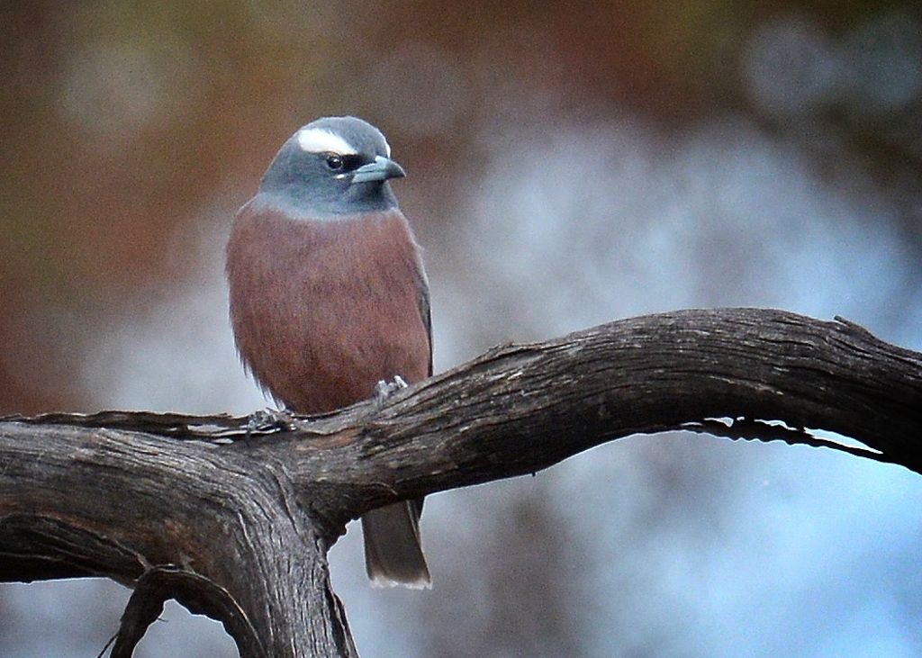 White-browed Woodswallow
