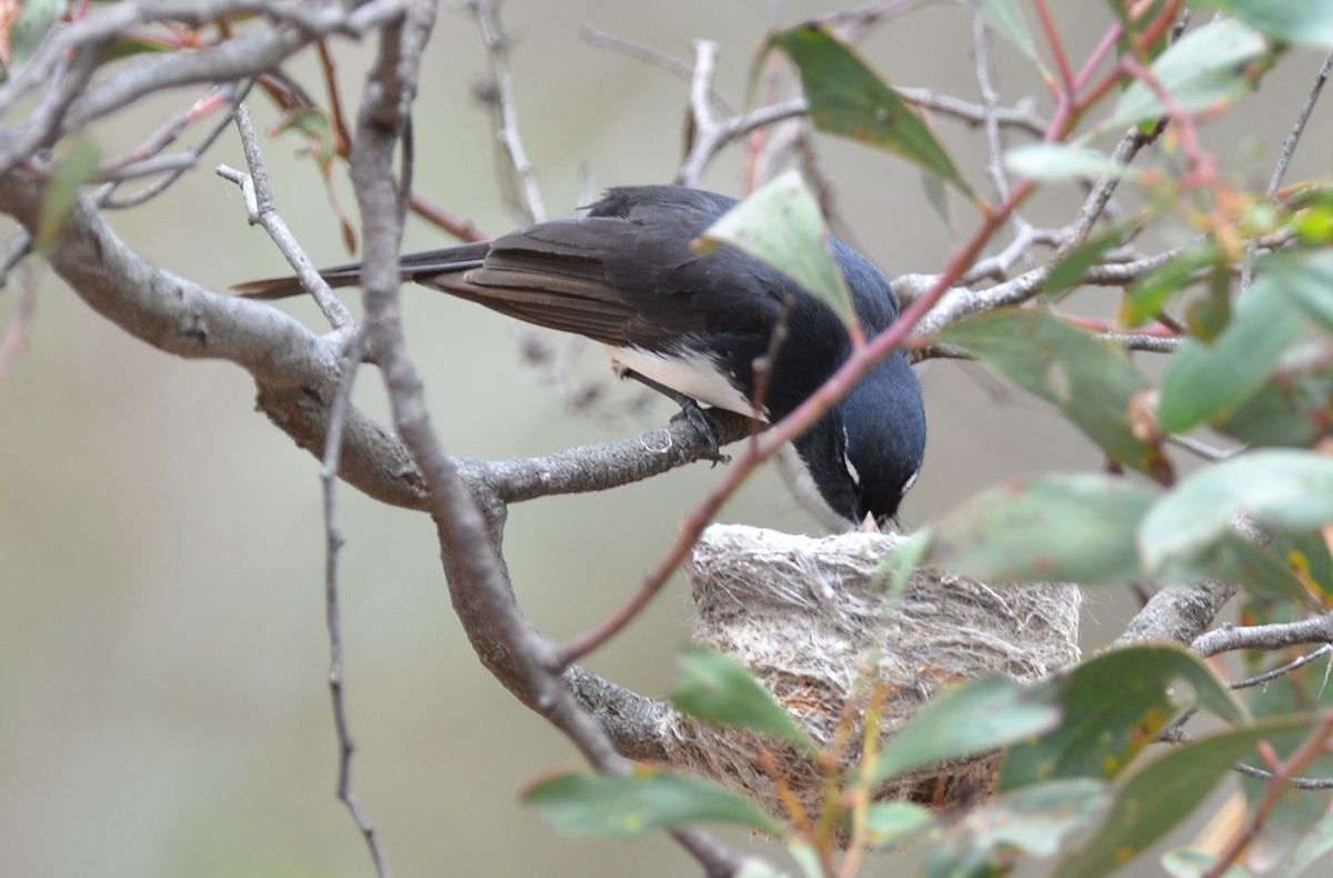 Just a step ahead. This one is feeding some very tiny beaks just visible.  She also took away a feces   sack