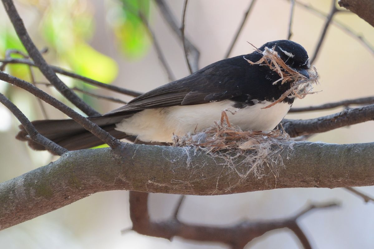 Next a good first floor goes in.