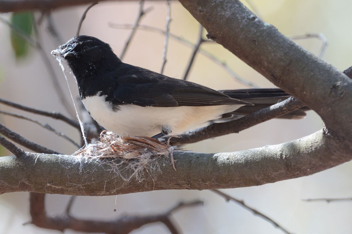 Wrapping the web around the branch is an art form.