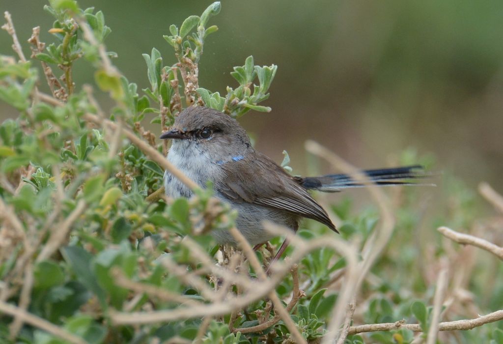 Male Superb Fairy Wren
