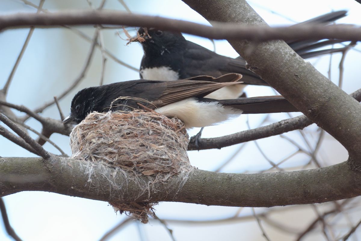 Both male and female work on the nest building and both sit on the eggs