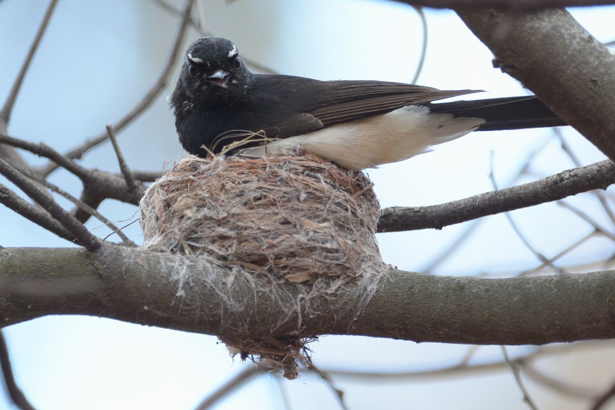 Its alway accomplished with a lot of chatter.