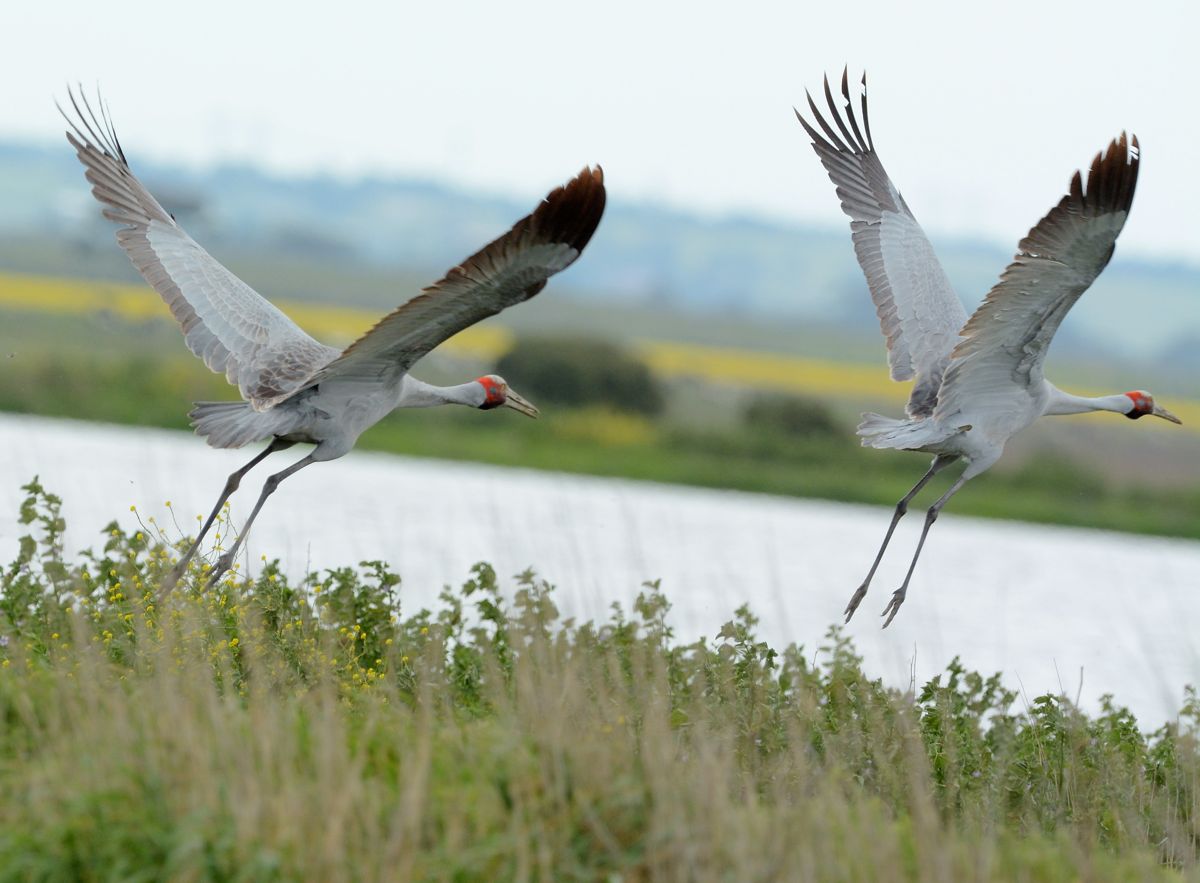 Brolga pair. I was so excited I forgot to level the camera.  