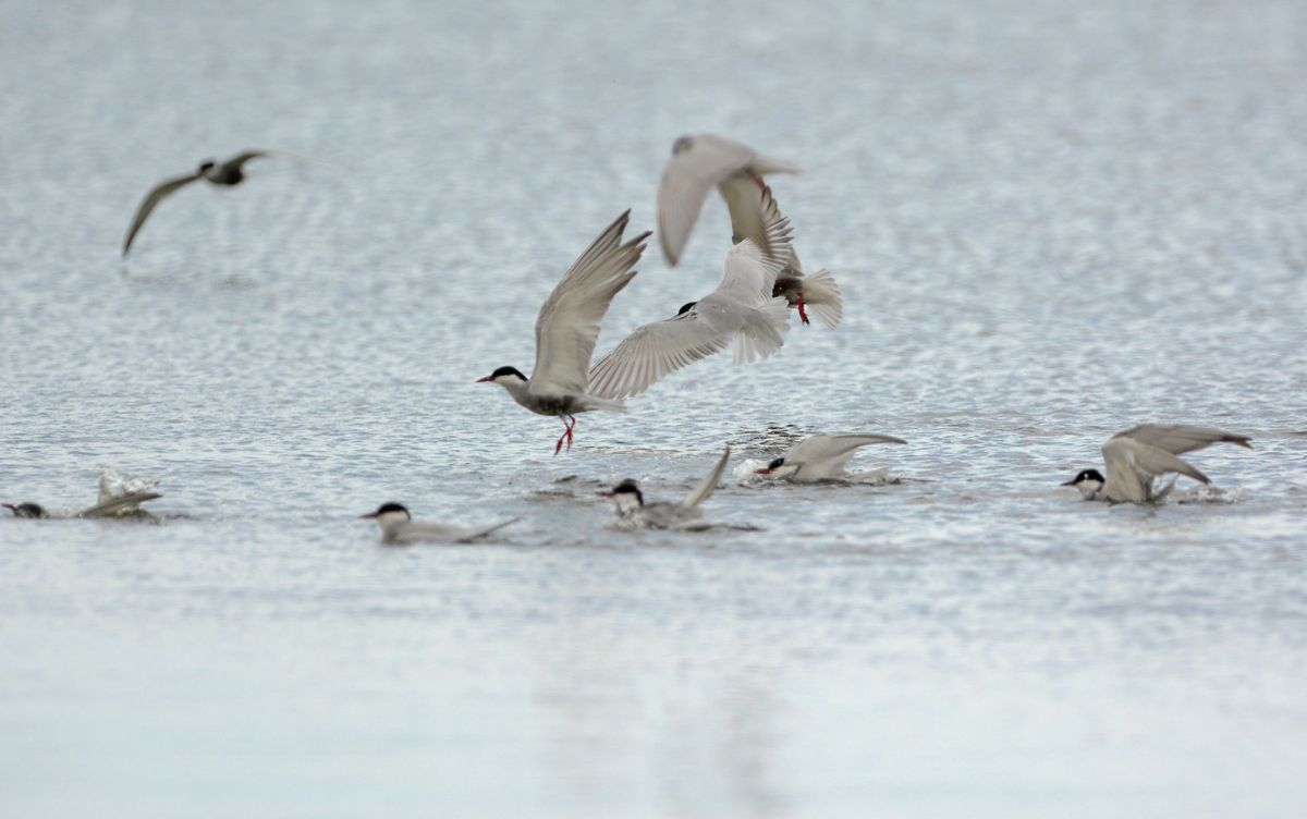 Whiskered Terns bathing.  They seemed to take delight in dropping down on one another in the water 
