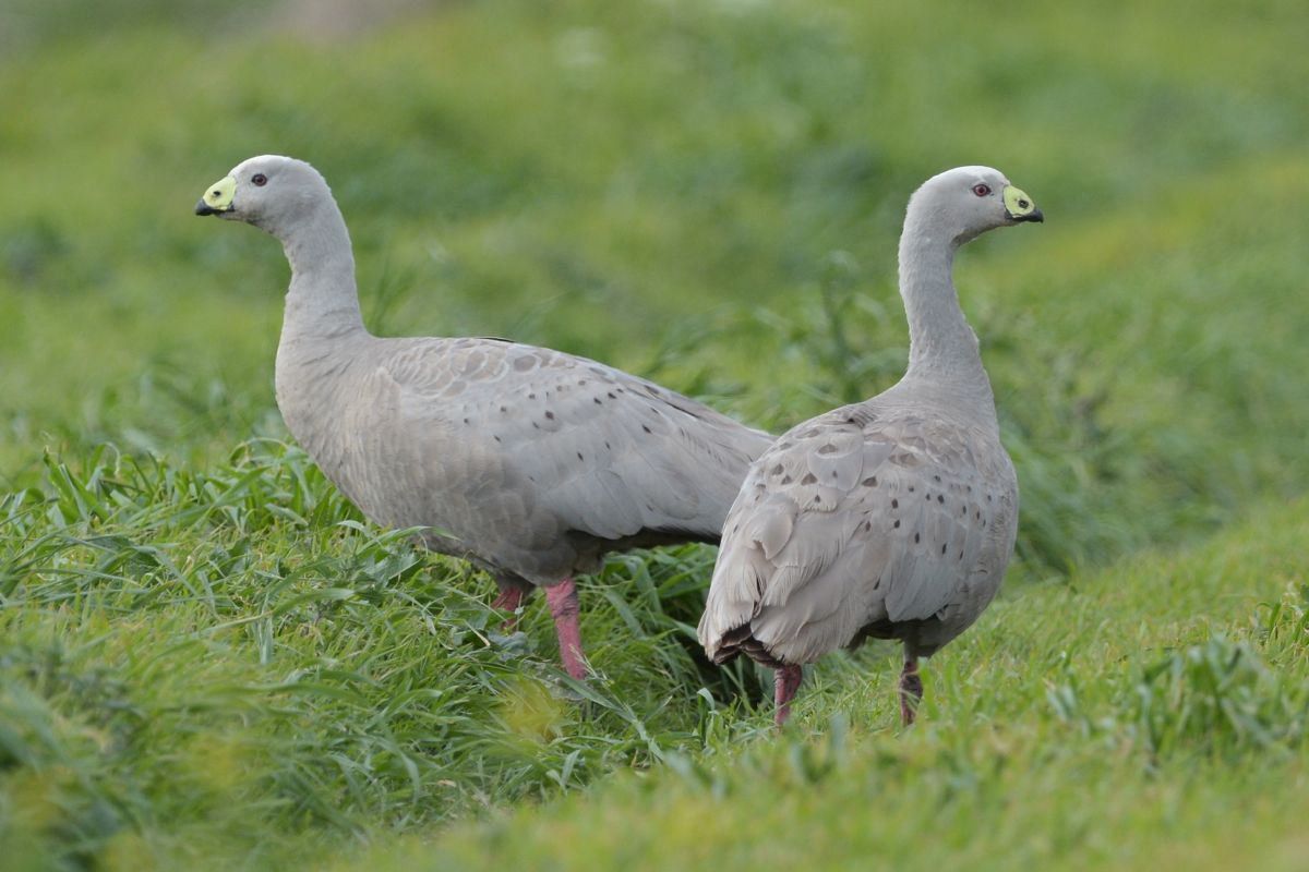 Cape Barren Geese