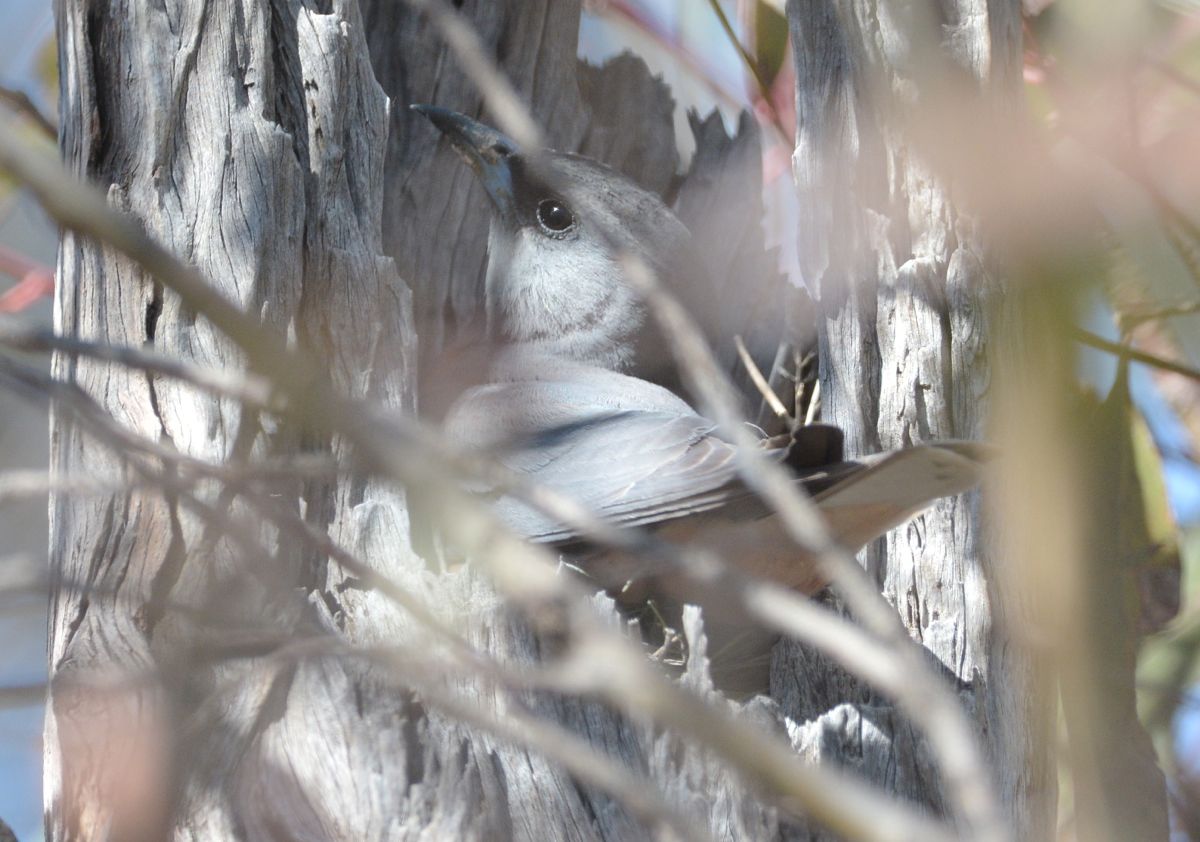 "Leave me alone".  Caught in the act on her nest 