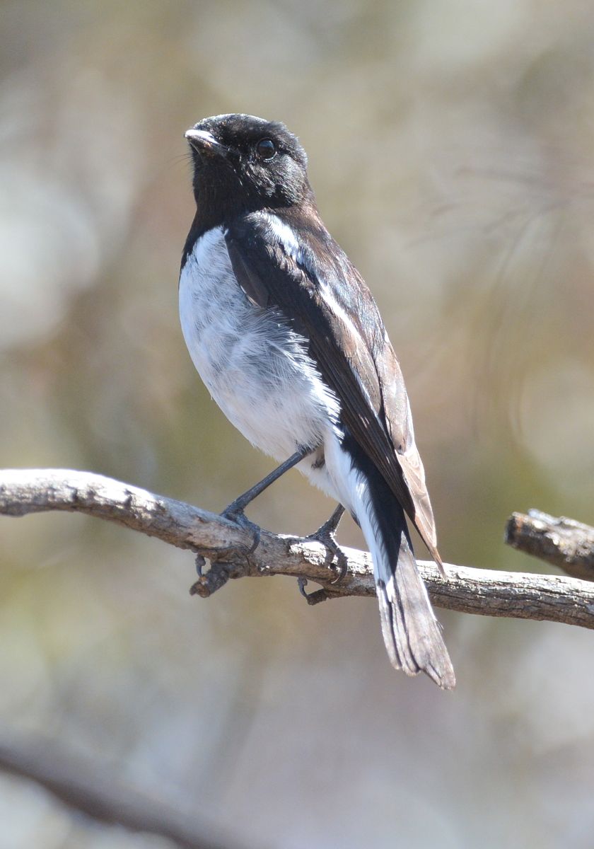 Most elegant and distinctive Hooded Robin, male.