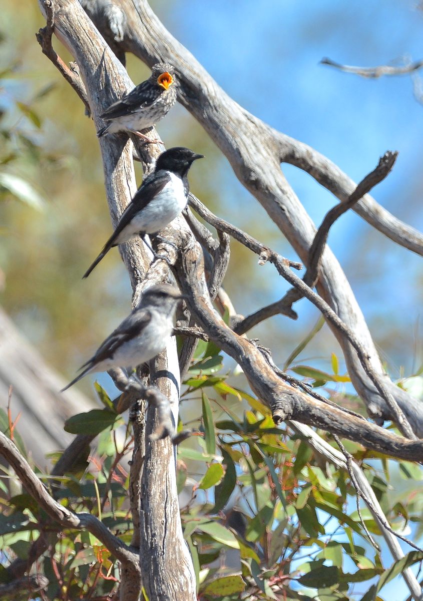 Hooded Robin, family group. Junior thinks its feeding time. 