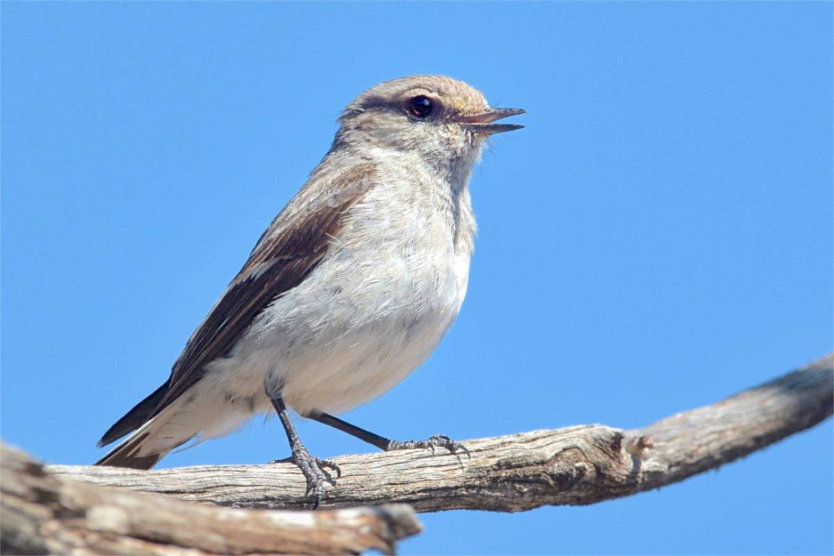 Very annoyed female Hooded Robin, she was most protective of her recently flown young.