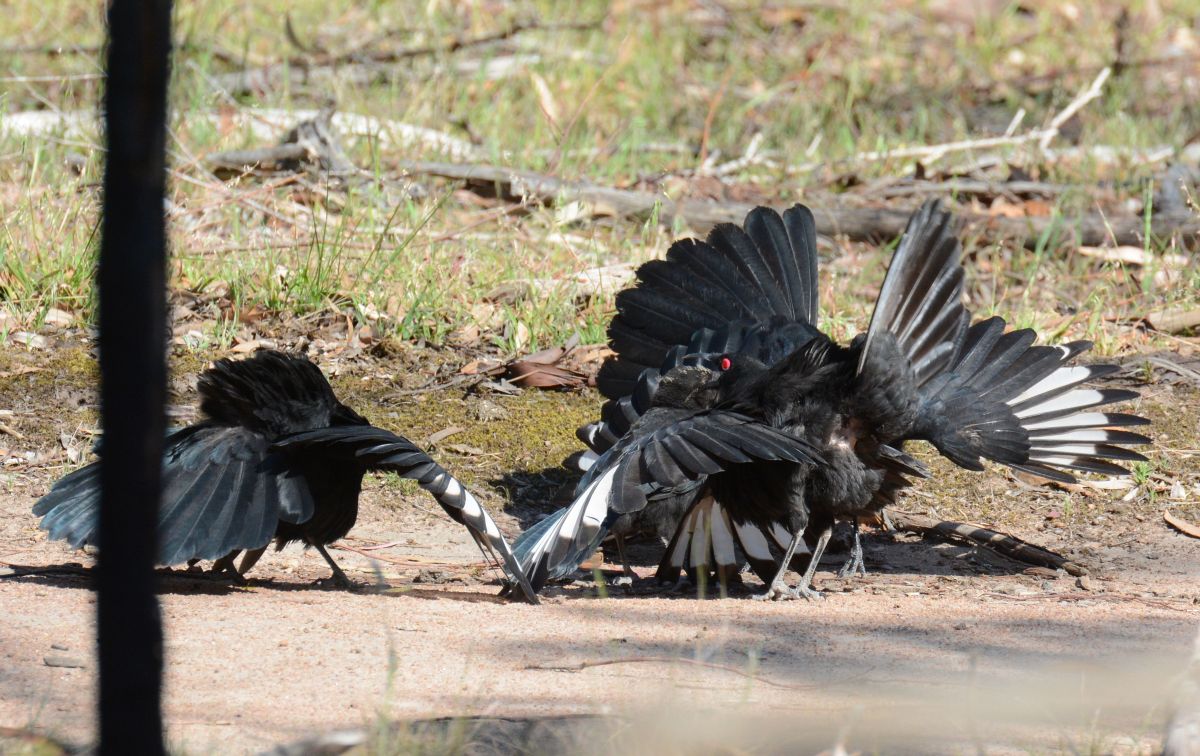 White-winged Chough "Meet and Greet". Much wingwaving, group hugging and chatter.