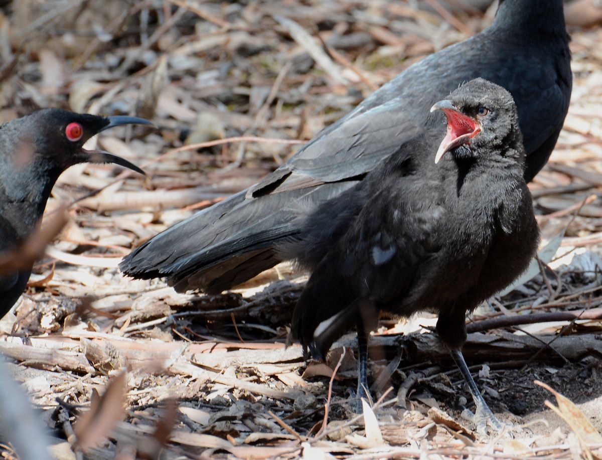 Young bird being lectured in the finer points of Choughness.