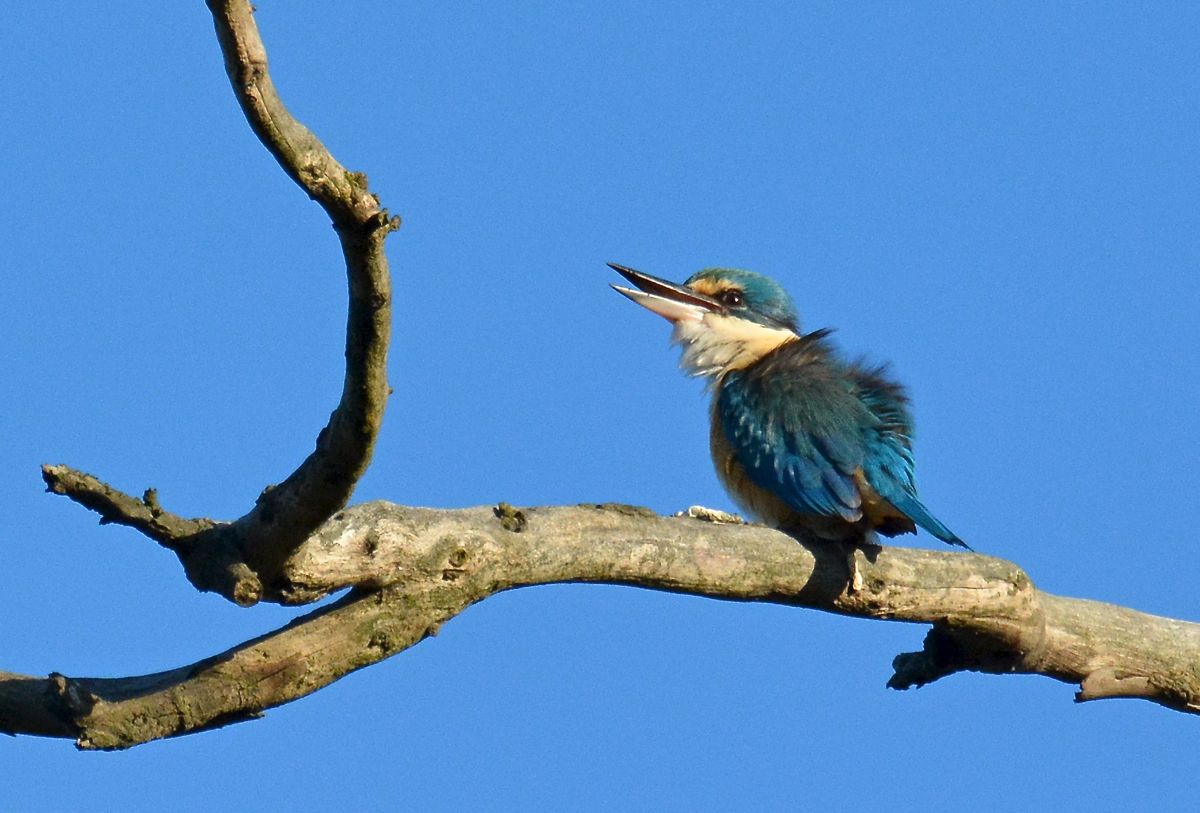 The amazing aqua colours show up well on the back view 