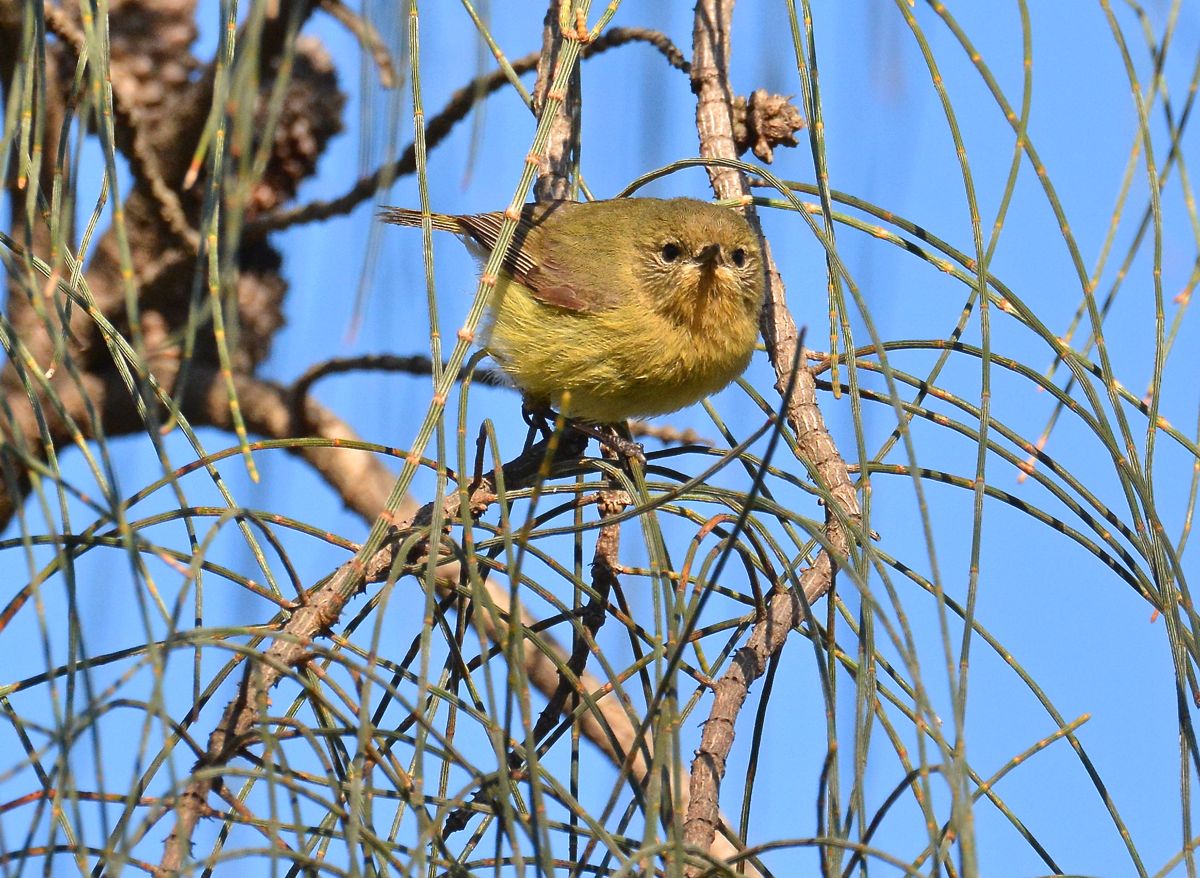 Yellow Thornbill among the She-oak leaflets. 