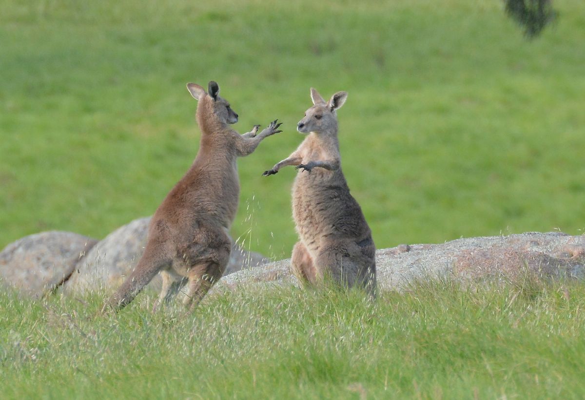 "Let's play a nice game of Kick one another"