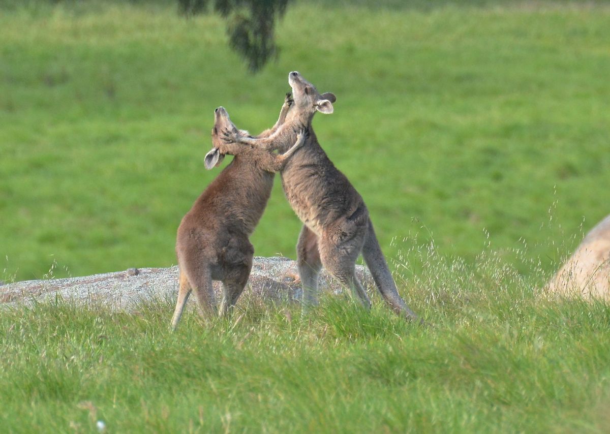 Locked together its really a matter of who gets the best position