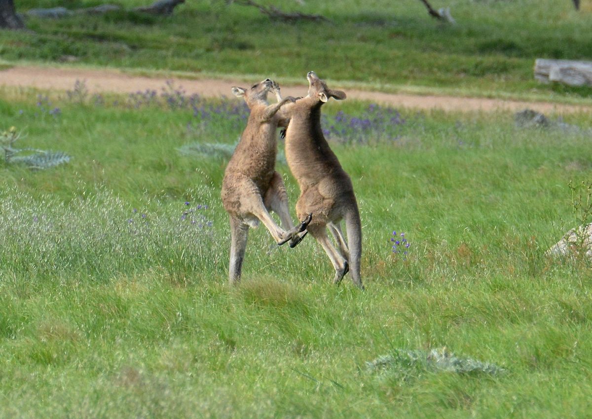 Rearing up on that huge tail gives a wound spring that carries the legs forward with incredible power.