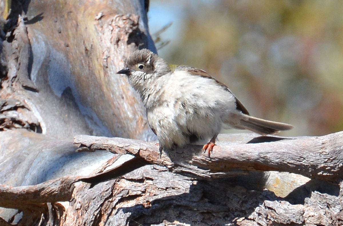 Sunning Brown-headed Honeyeater