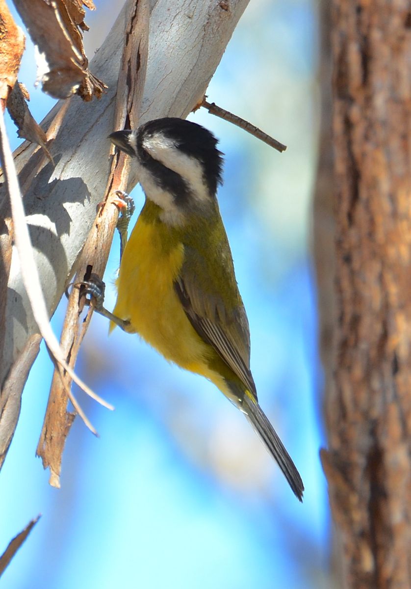 Crested Shrike-tit at work.