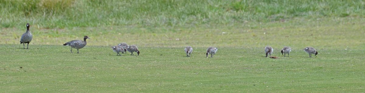 Just about to head for the water