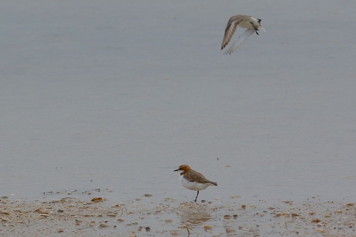 Red-capped Plovers  