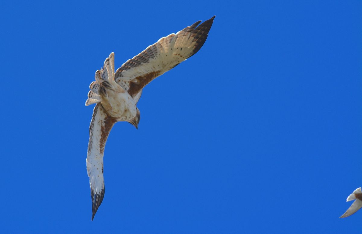 Little Eagle avoiding a direct attack from Woodswallow