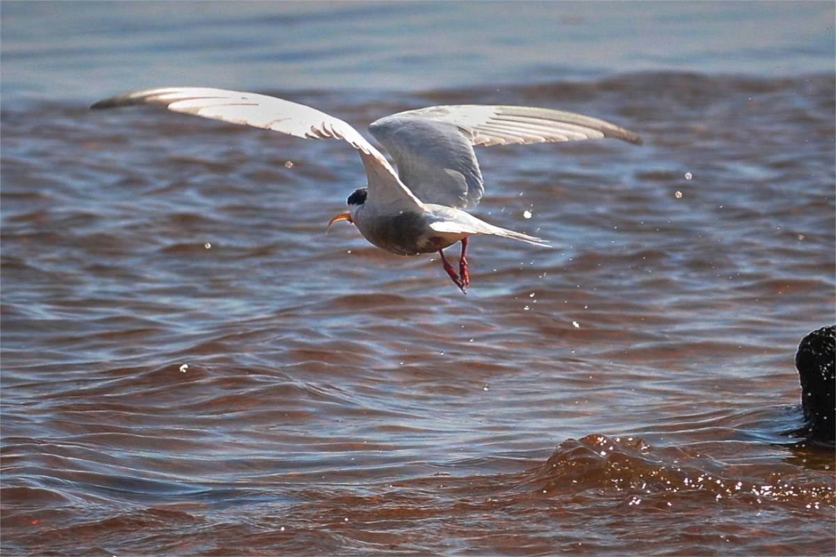 Got one.   A profitable strike