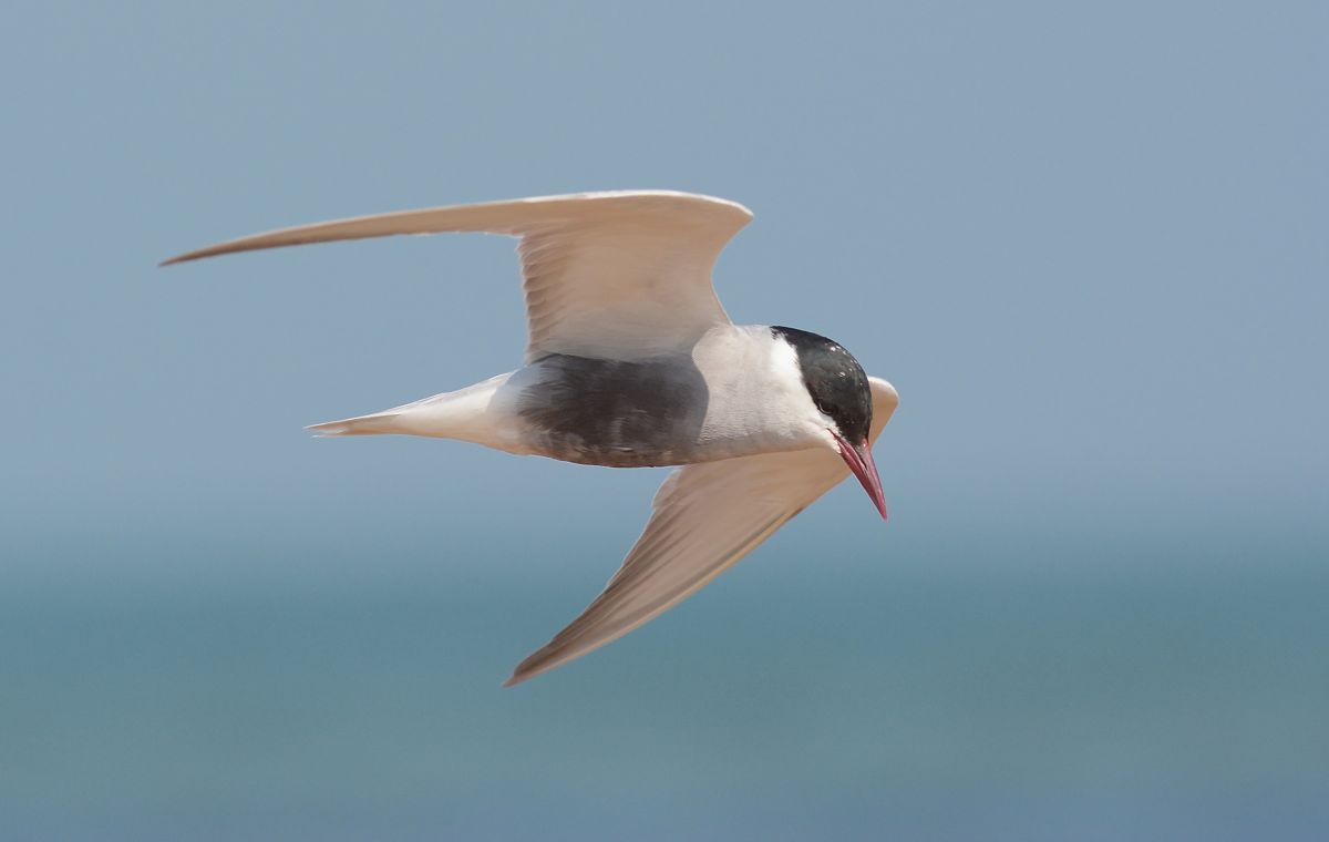 Whiskered Tern 