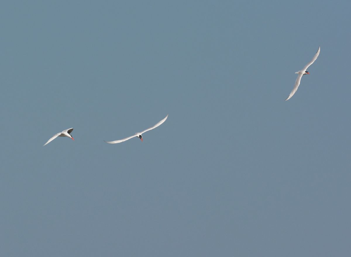 Three Caspian Terns out for a day's play.