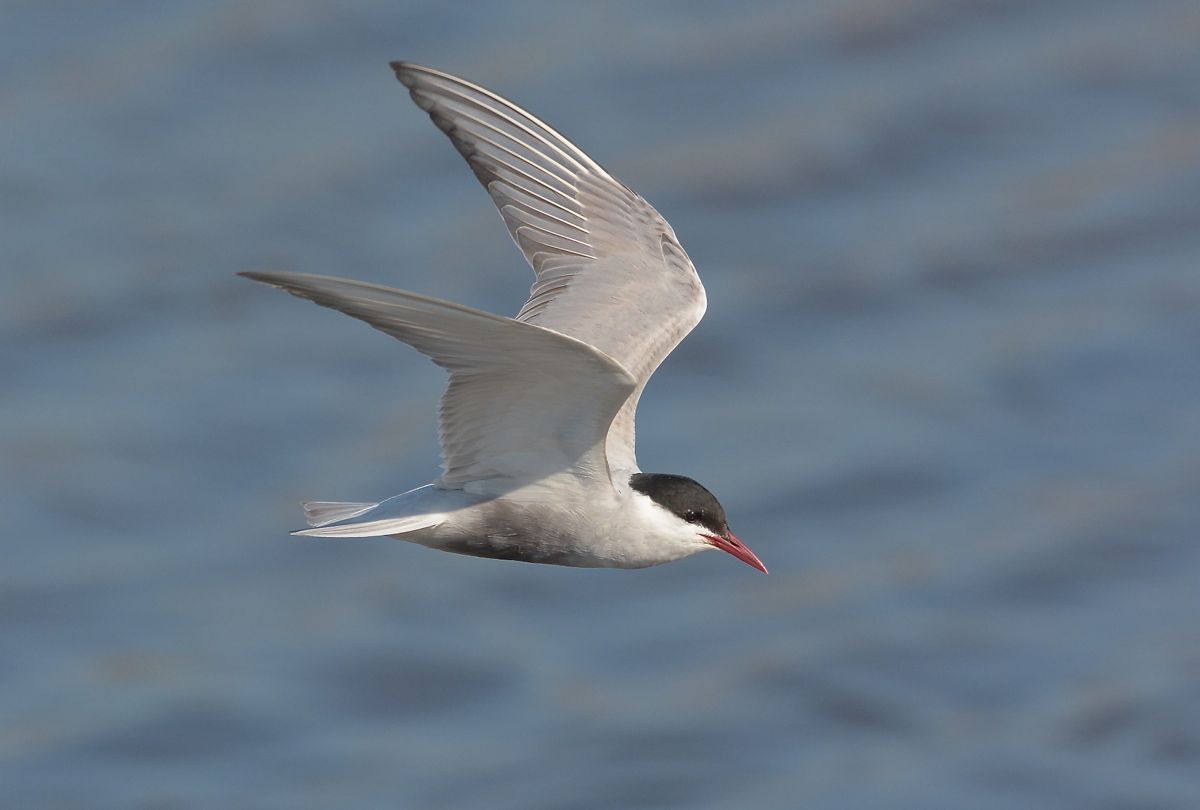 Whiskered Tern hunting on a small pool.
