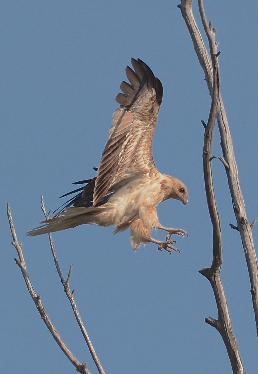 Whistling Kite touchdown.
