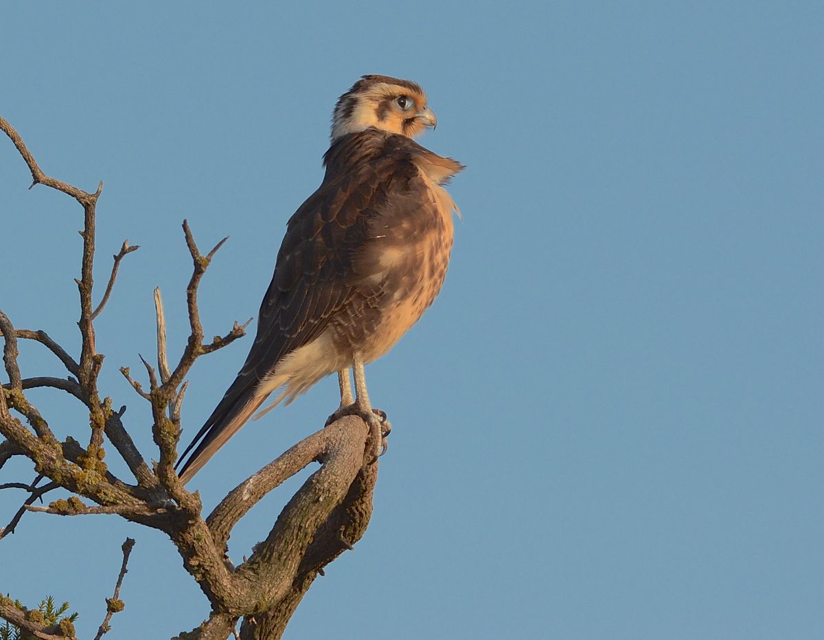 Preening in the burnishing light. Brown Falcon unconcerned by our presence 