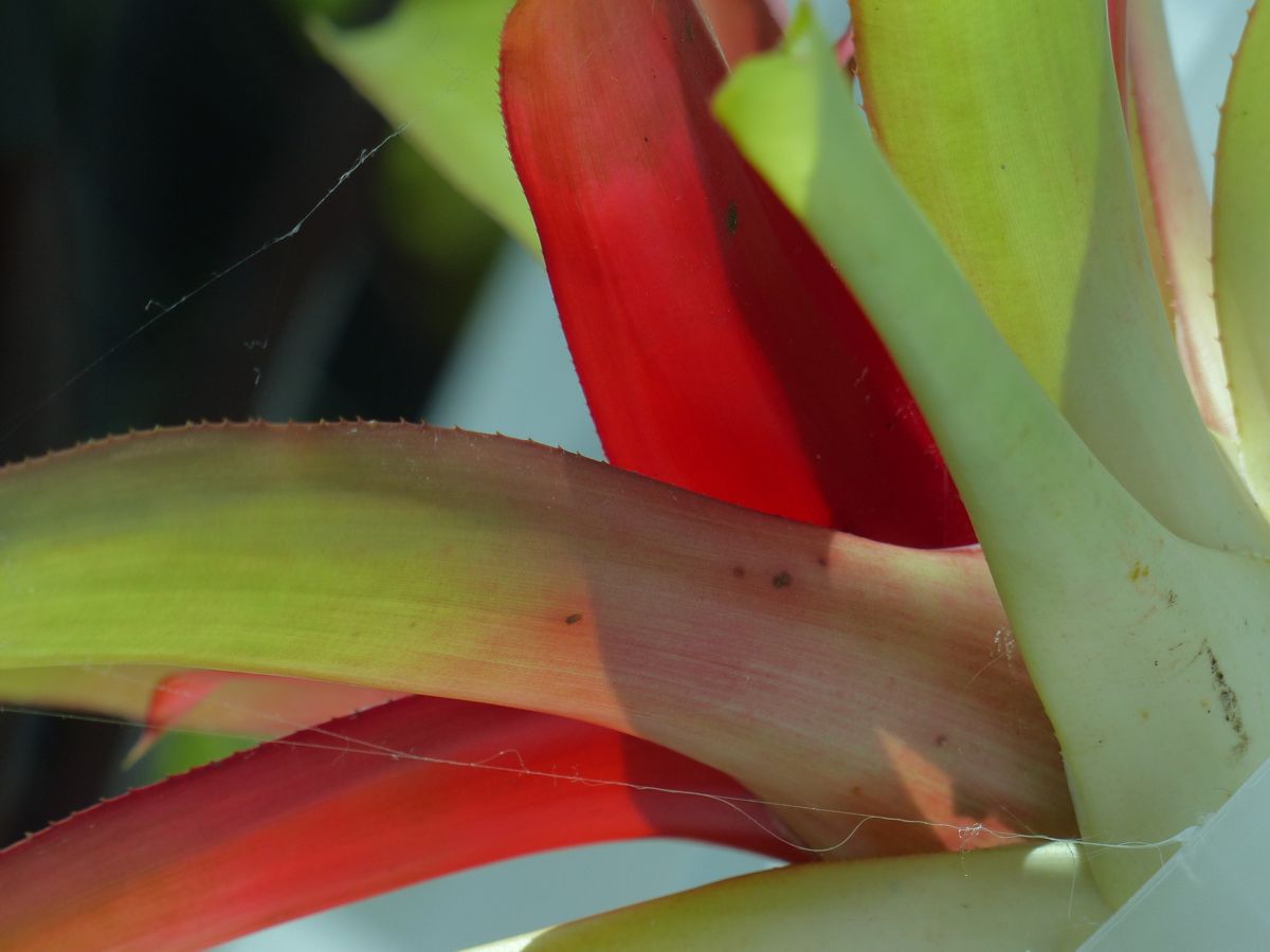 Closeup from the dome