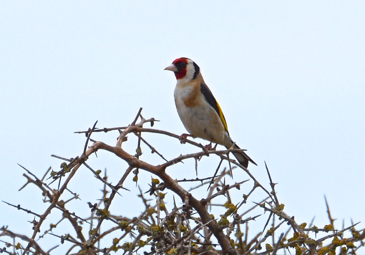 Goldfinch.