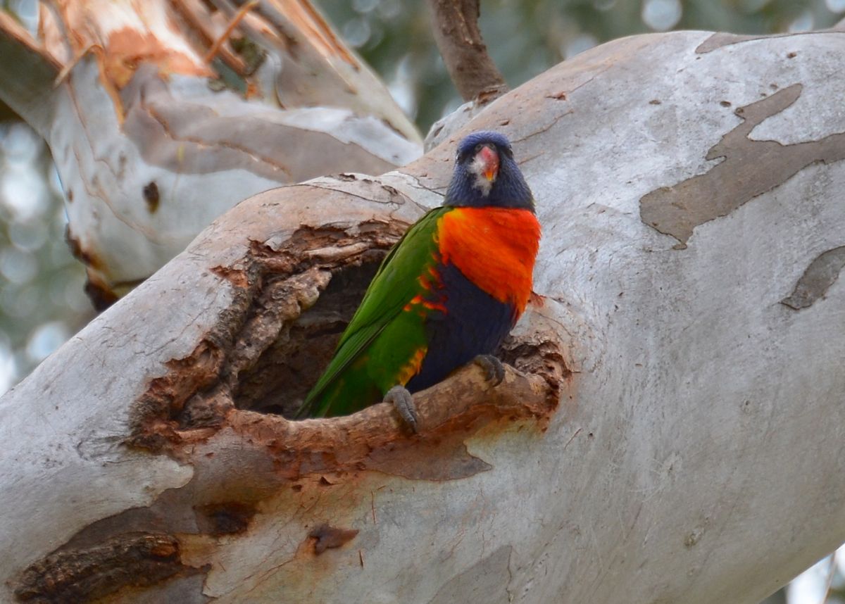 Rainbow Lorikeet 