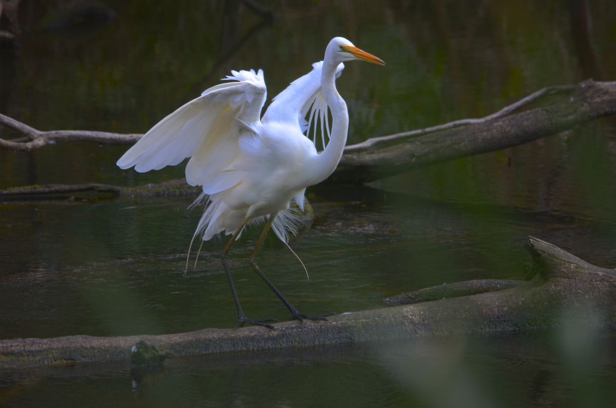 Great Eastern Egret
