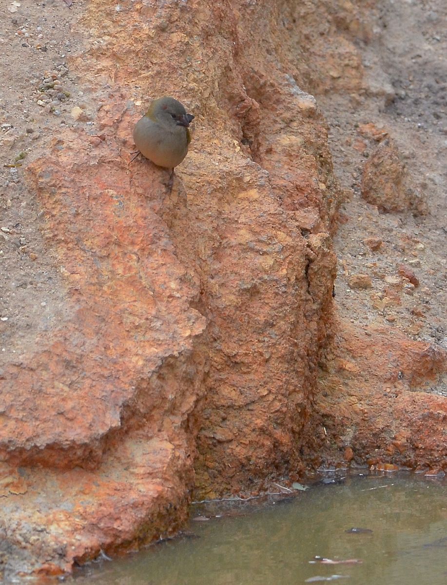 Juvenile Red-browed Finch at a small waterhole.