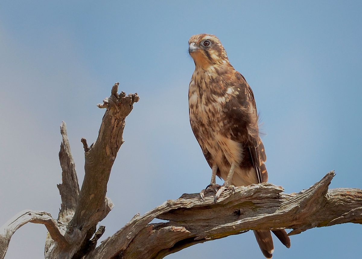 Brown Falcon on active duty 