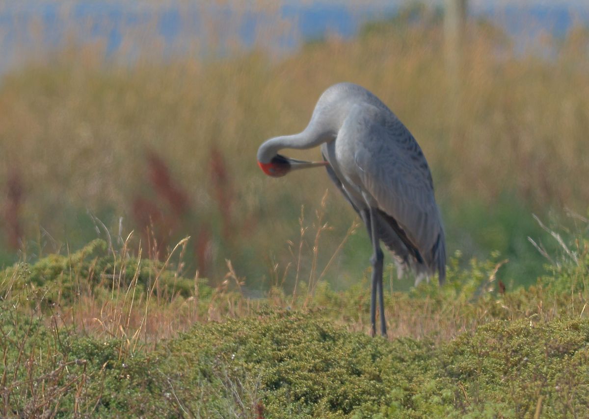 When you're casual walking there is always a time of for a quick preen.