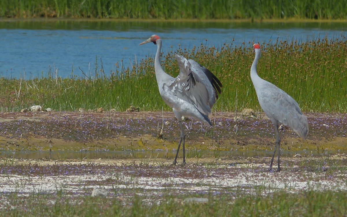 For no reason, only that it could this bird decided to dance in the sunshine. 