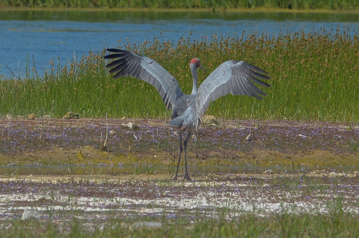 Wings widespread help to control the dreaming drifting down sequences. 