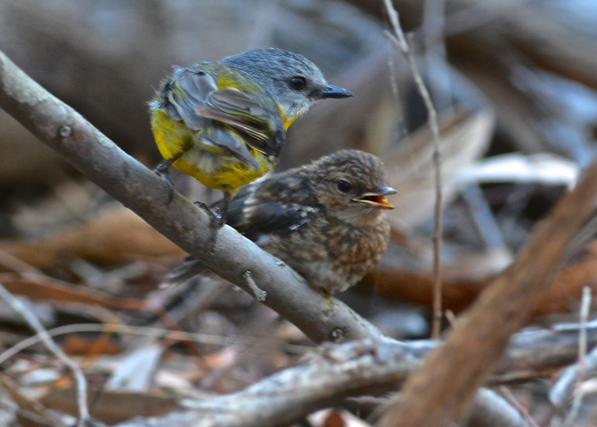 Jimmy and Ginger. Size comparison
